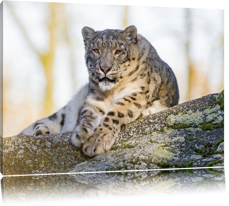 Pixxprint Schneeleopardin, Leinwandbild