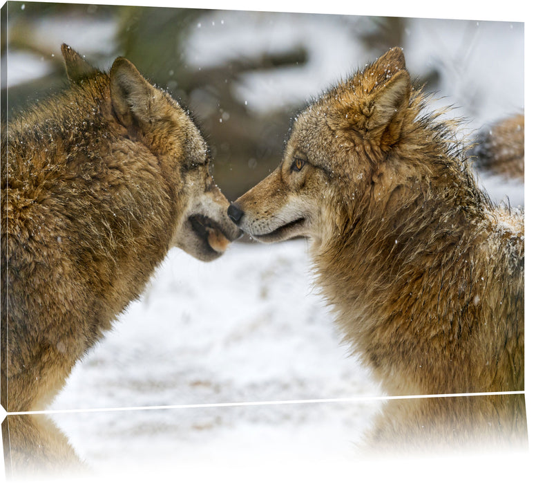 Pixxprint liebevolle Wölfe im Schnee, Leinwandbild