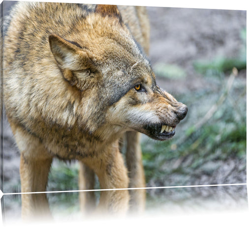 knurrender Wolf Leinwandbild