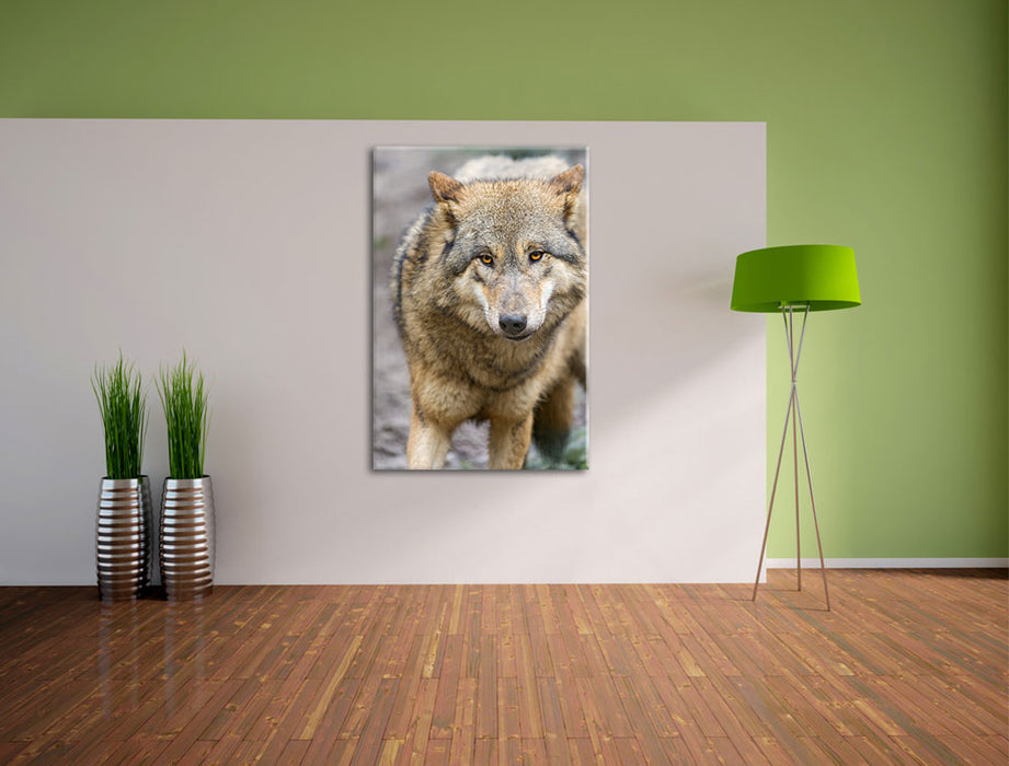 scheuer Wolf Leinwandbild im Flur