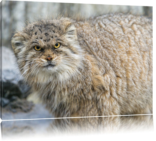 wütende Manul Leinwandbild