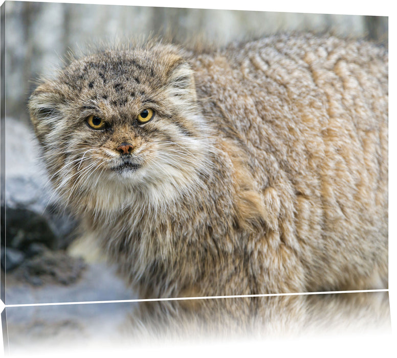 Pixxprint wütende Manul, Leinwandbild