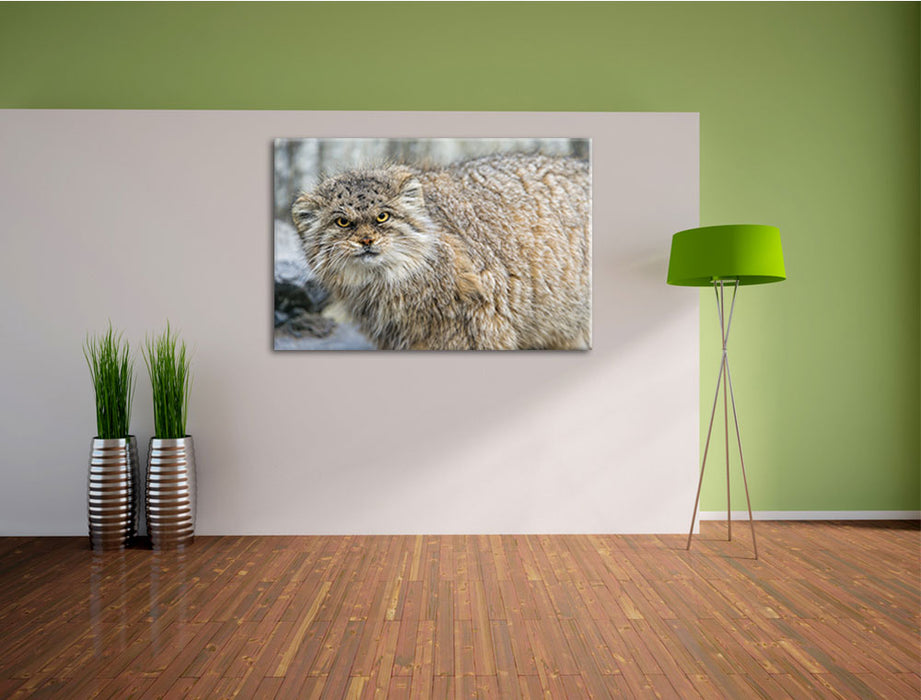 wütende Manul Leinwandbild im Flur