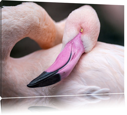 schöner Flamingo Leinwandbild