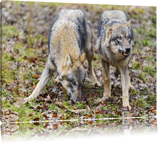 gefährliche Wölfe Leinwandbild