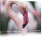 prächtiger Flamingo Leinwandbild