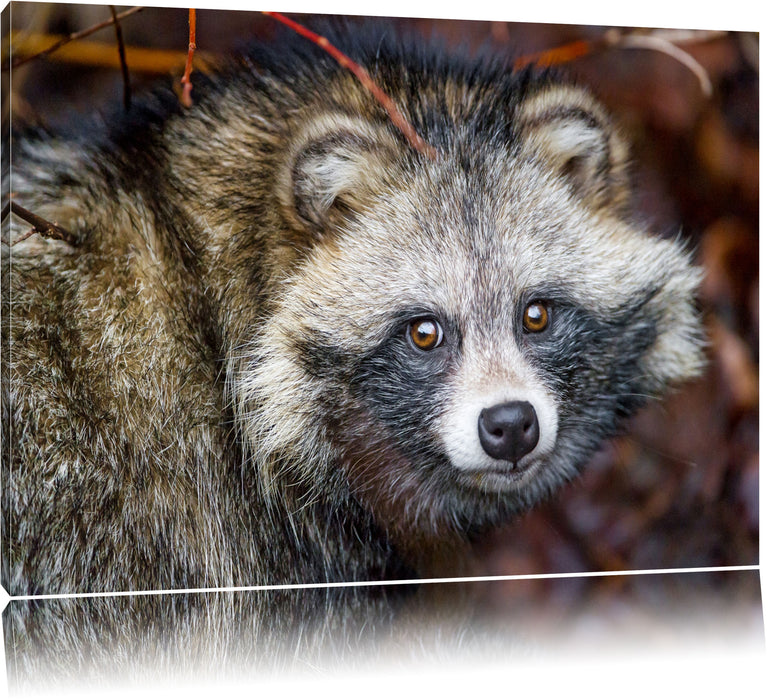 Pixxprint scheuer Waschbär, Leinwandbild