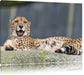 schlafender Gepard Leinwandbild