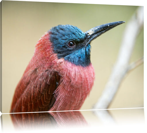 kleiner tropischer Vogel Leinwandbild