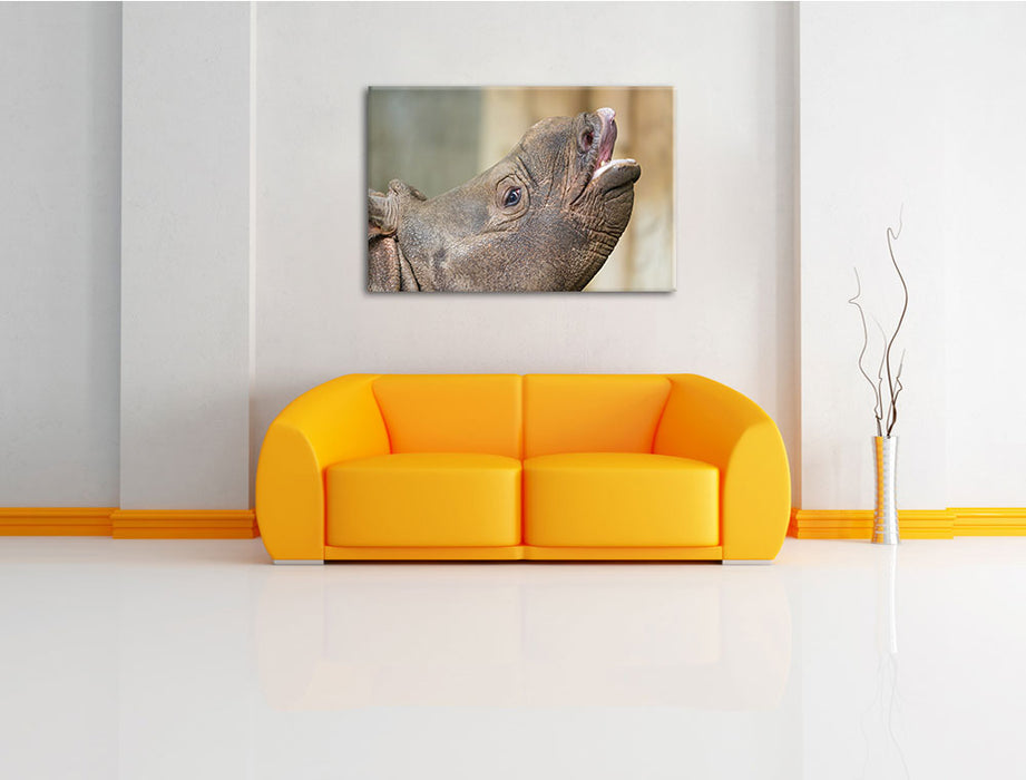 kleines Nashorn Leinwandbild über Sofa