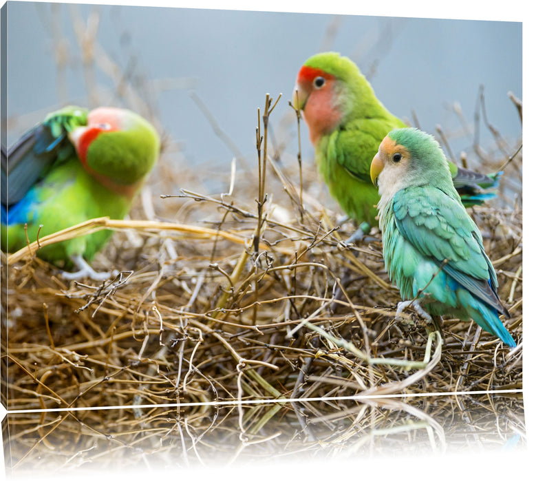 Pixxprint Papageien im Nest, Leinwandbild