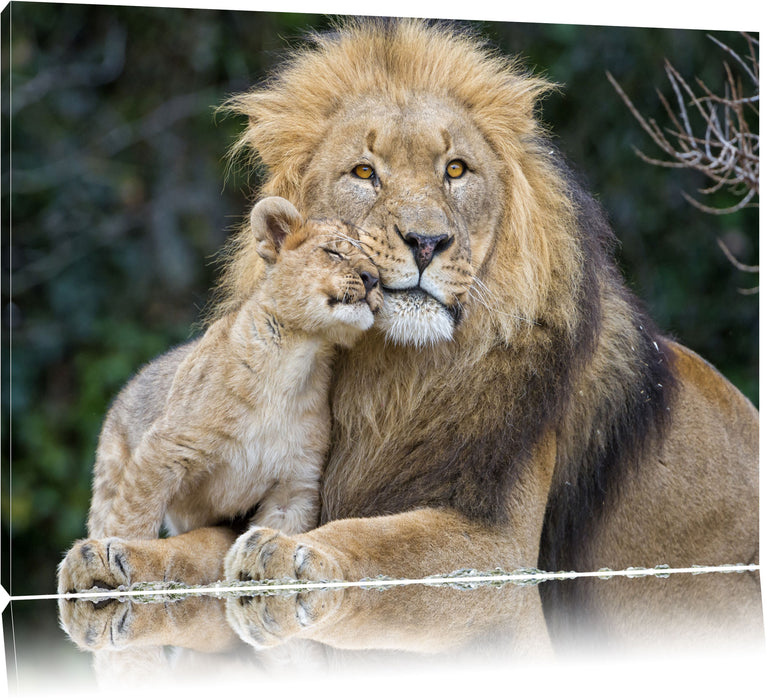 Pixxprint schöner Löwe mit Jungtier, Leinwandbild