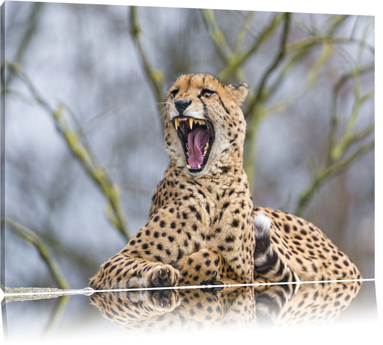 Pixxprint Gepard gähnt, Leinwandbild