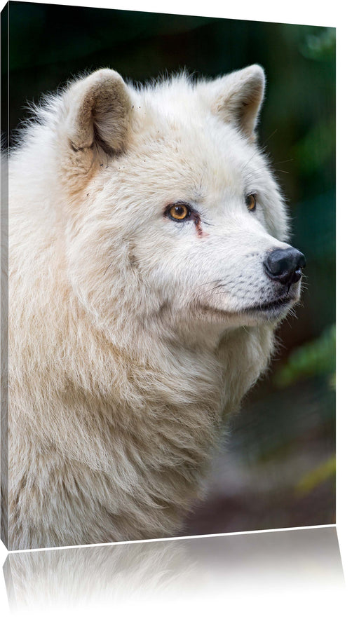 prächtiger Polarwolf Leinwandbild