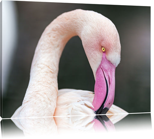 Flamingo beim Putzen Leinwandbild