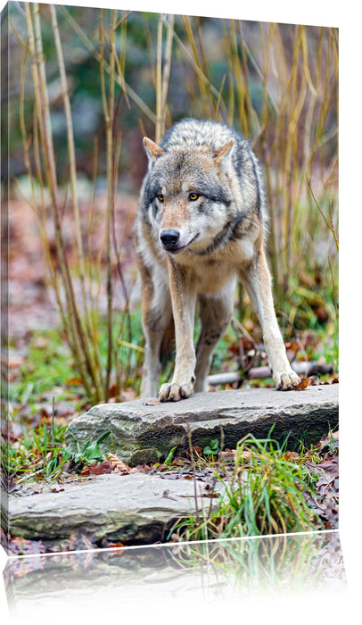 Pixxprint lauernder Wolf, Leinwandbild