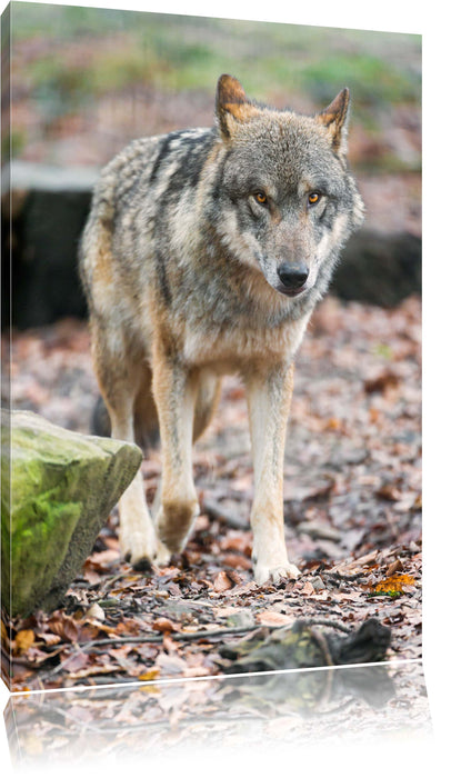 Pixxprint Wolf im Laubwald, Leinwandbild