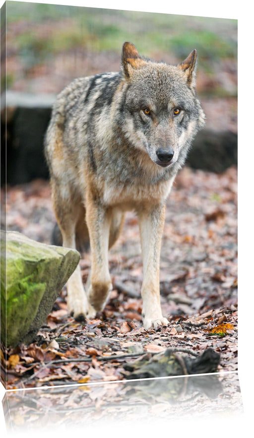 Wolf im Laubwald Leinwandbild