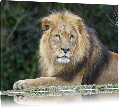 majestätischer Löwe auf Stein Leinwandbild