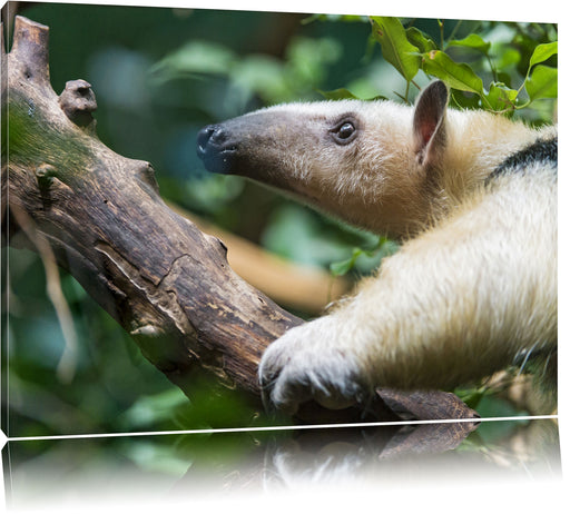 Nasenbär auf Ast Leinwandbild