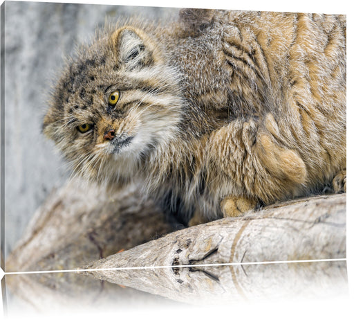 kleine Manul auf Stein Leinwandbild