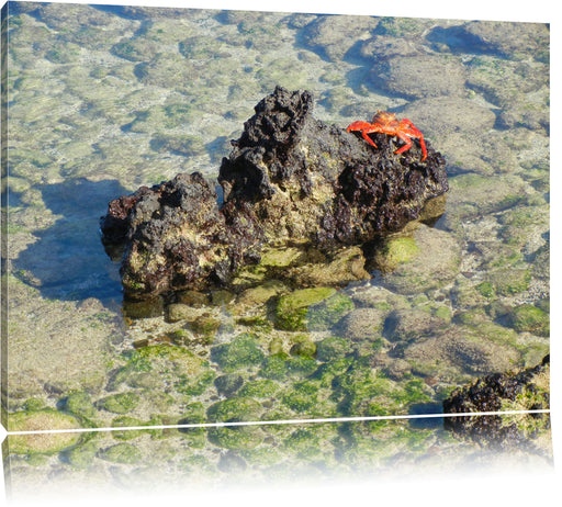 rote Krabbe auf Riff Leinwandbild