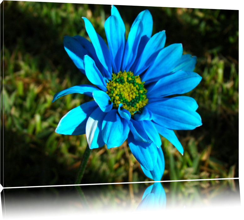 Pixxprint schöne blaue Blüte, Leinwandbild