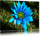 schöne blaue Blüte Leinwandbild