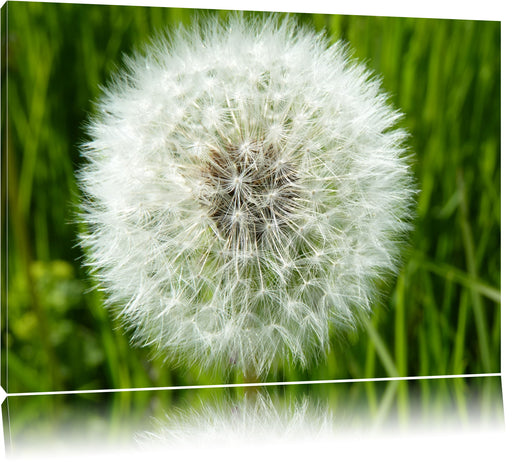 klassische Pusteblume Leinwandbild