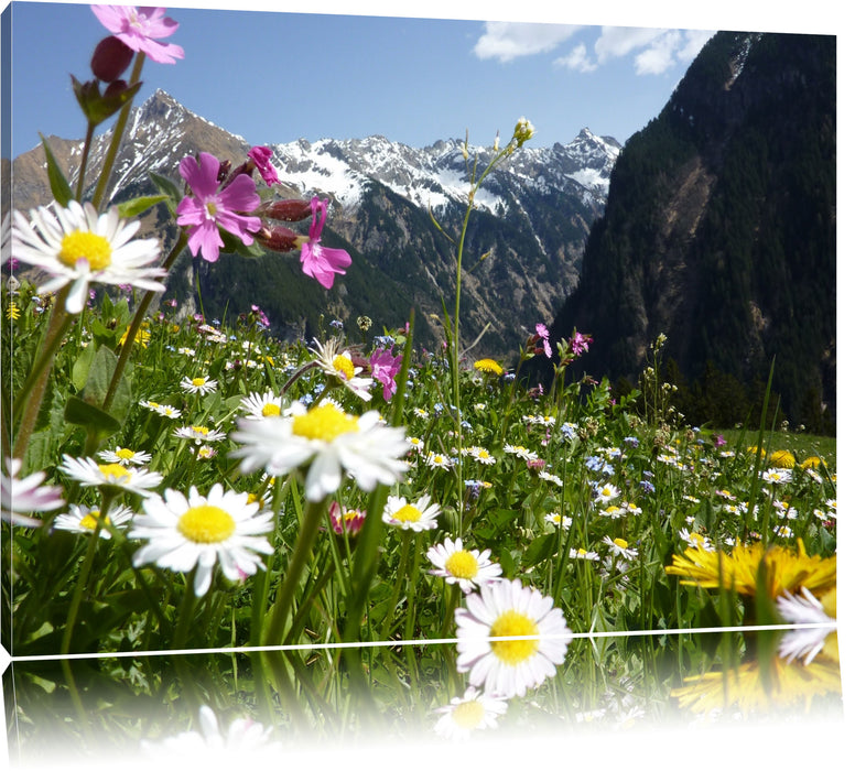 Pixxprint Wunderschöne Blumen Alpenwiese, Leinwandbild