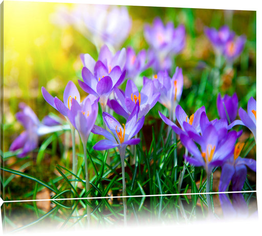 Schöne Krokusse Leinwandbild