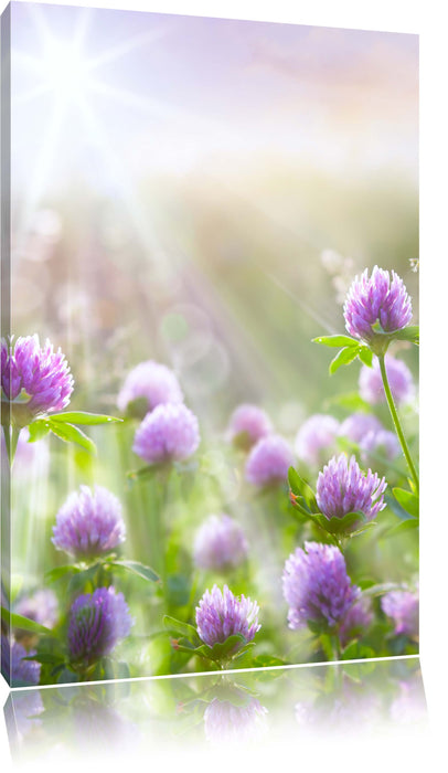 Pixxprint Kleeblüten im Sonnenschein, Leinwandbild