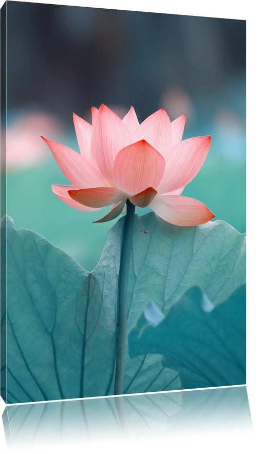 Zarte rosafarbener Lotus Leinwandbild