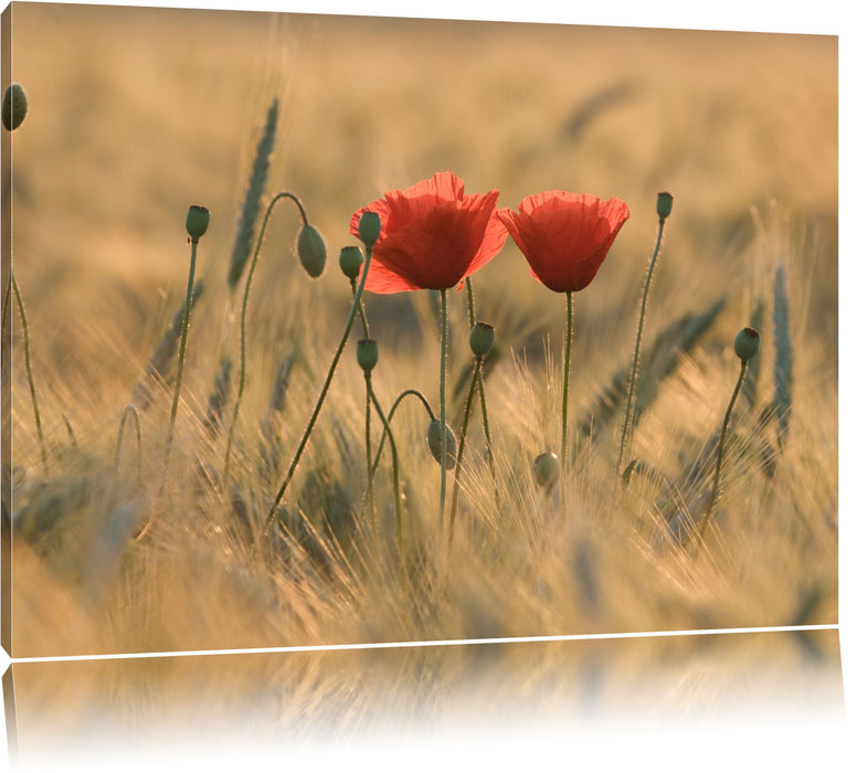 Pixxprint Zwei schöne Mohnblumen, Leinwandbild
