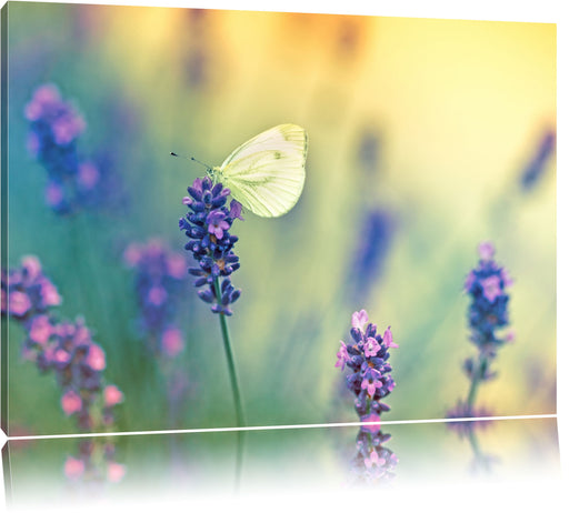 Schmetterling auf Lavendel Leinwandbild