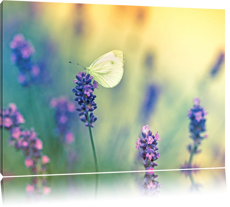 Pixxprint Schmetterling auf Lavendel, Leinwandbild