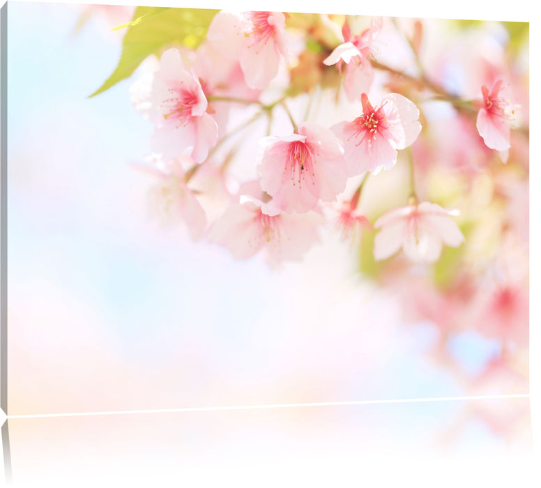 Kirschblüten an Baum Leinwandbild