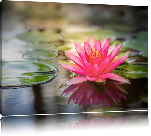 Anmutige Seerose mit Blätern Leinwandbild