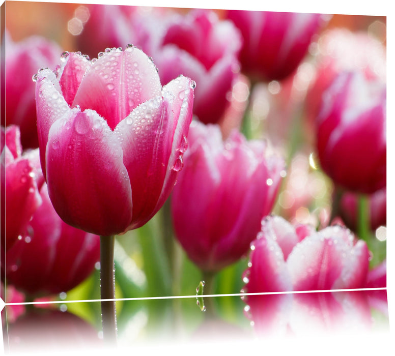 Pixxprint Tulpen mit Morgentau, Leinwandbild