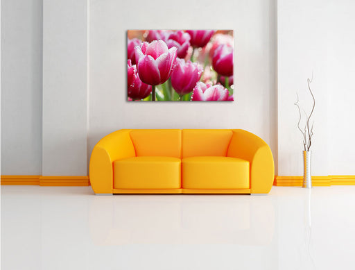Tulpen mit Morgentau Leinwandbild über Sofa
