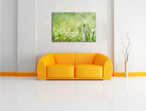 Schneeglöckchen auf Frühlingswiese Leinwandbild über Sofa