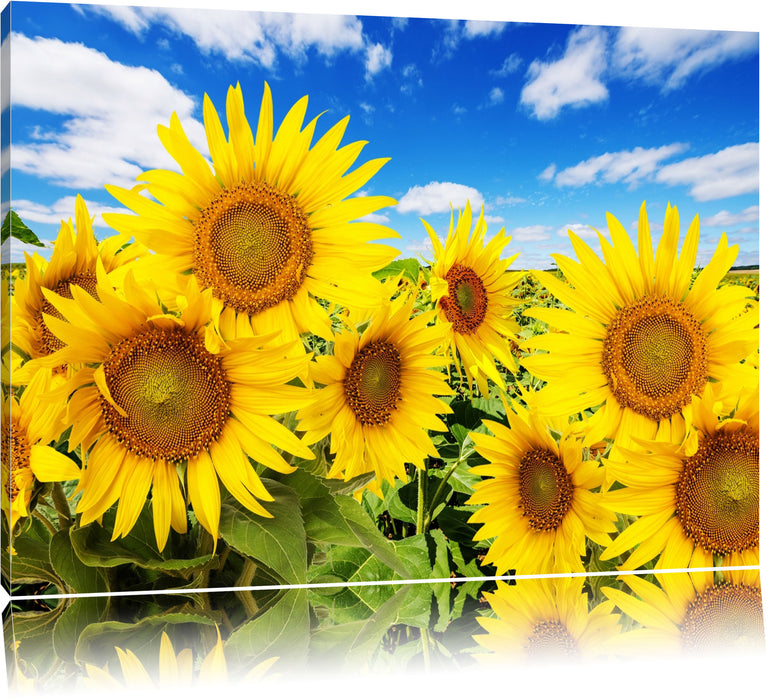 Pixxprint Sonnenblumenwiese unter Himmel, Leinwandbild