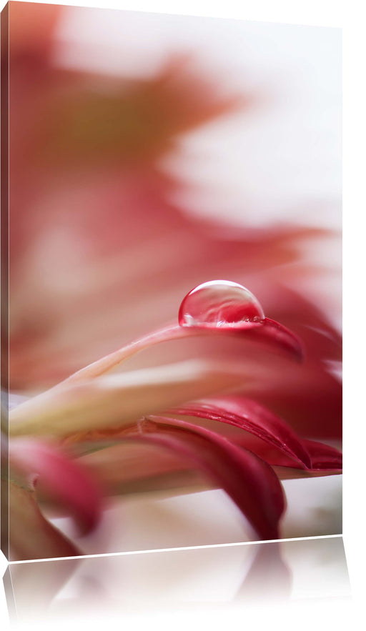 Regentropfen auf rosa Blütenblatt Leinwandbild