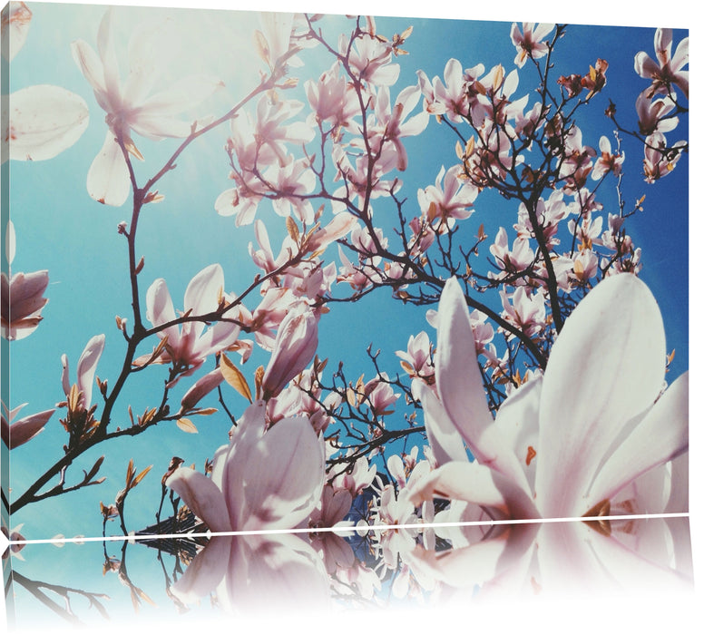 Pixxprint Zarte Rosa Magnolie Blüten, Leinwandbild