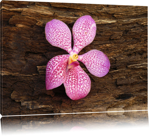 Orchidee Blüte auf Rinde Leinwandbild