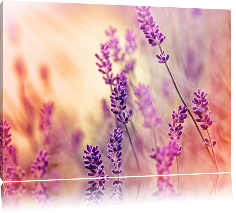 Pixxprint Eleganter Lavendel, Leinwandbild