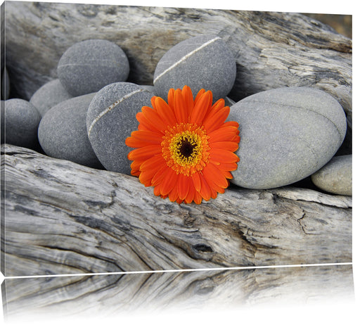 Gerbera zwischen Zen Steinen Leinwandbild