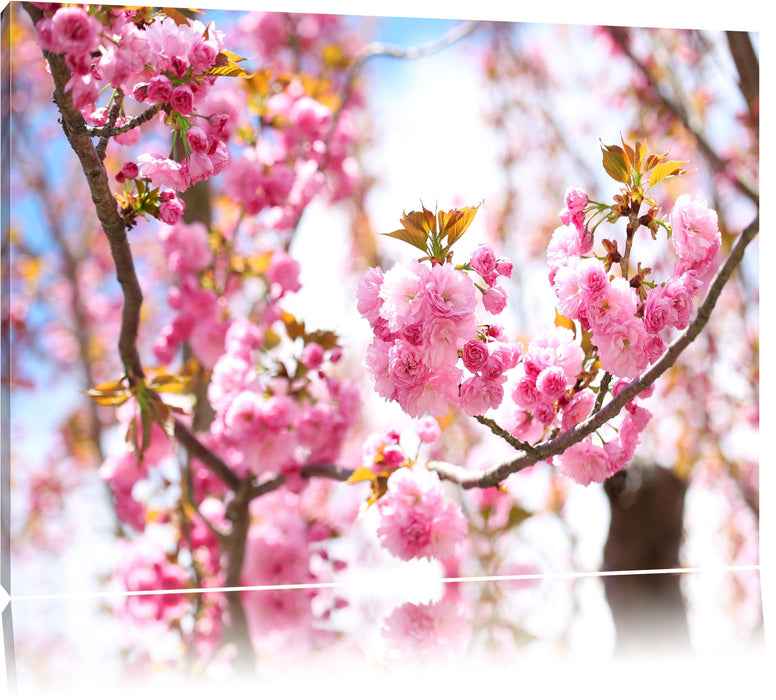 Pixxprint Schöne Kirschblüten, Leinwandbild