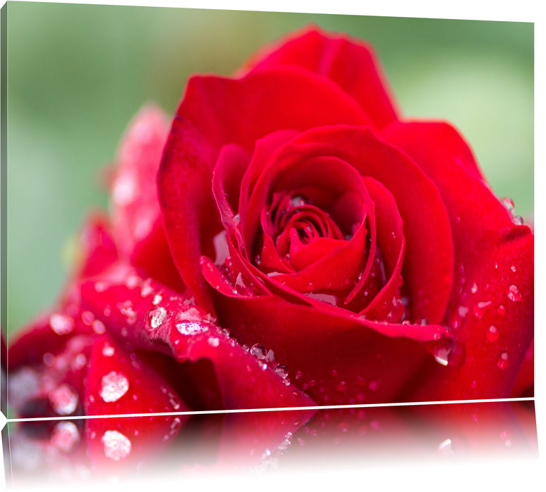 Pixxprint Rose mit Wassertropfen, Leinwandbild