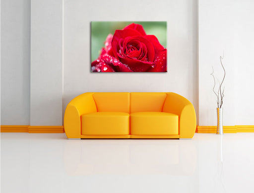Rose mit Wassertropfen Leinwandbild über Sofa